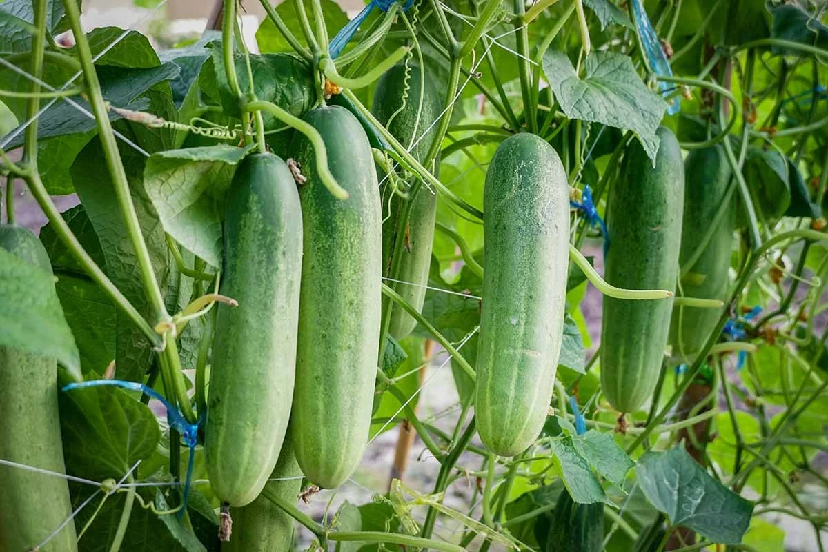 Biały osad w konewce? Ogórki to kochają — zbierzesz 12 kg z krzaka - image 1