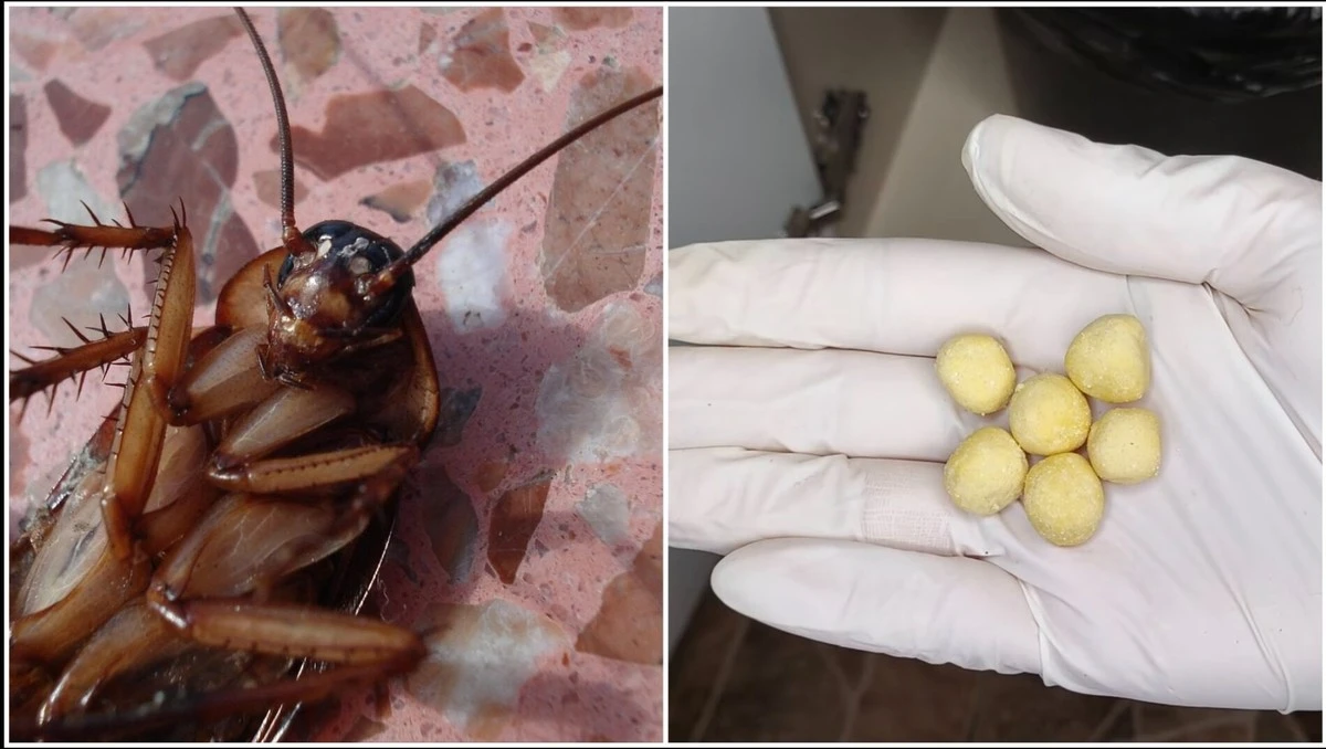 Dlaczego doświadczone gospodynie zawsze trzymają kulkę żółtka za lodówką