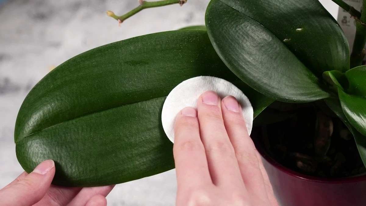 Dlaczego doświadczeni floryści przecierają liście orchidei wywarem z obierek ziemniaka - image 1