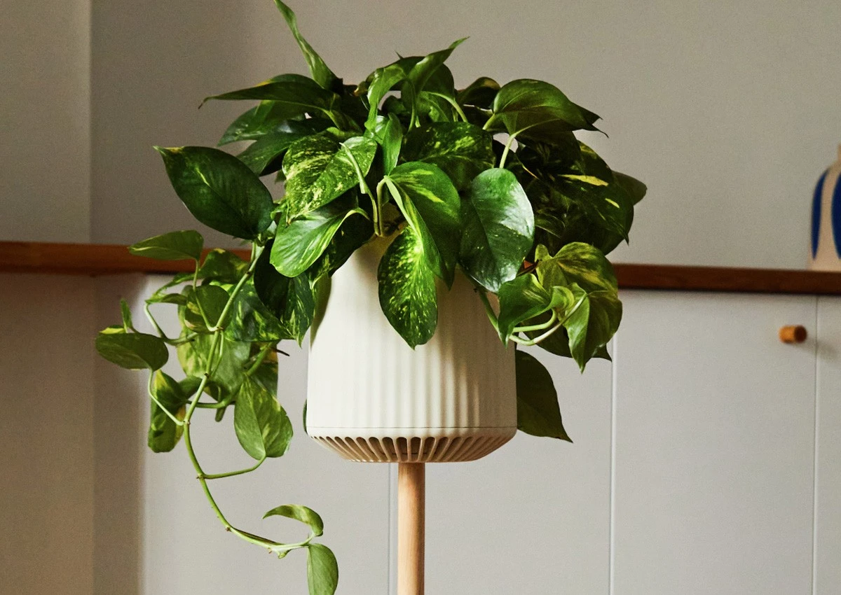 Dlaczego Neo P1 to król domowej dżungli? 30x silniejsze oczyszczanie - image 1