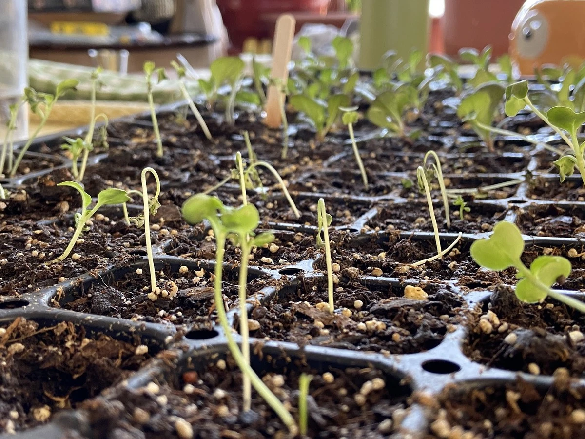 Ten zielony eliksir ratuje sadzonki w 12 godzin: 3 zioła - image 1