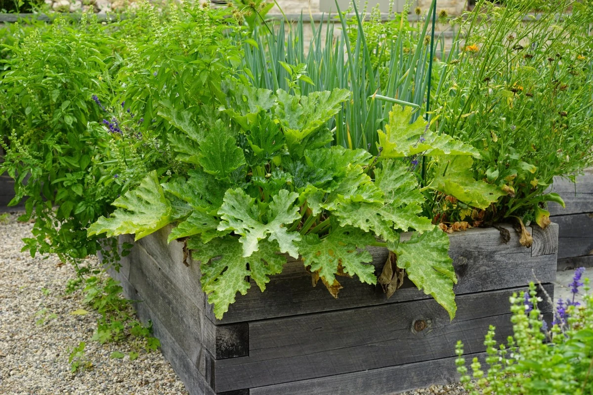 Ten żółty sygnał na liściach cukinii to błąd: omijaj te 4 warzywa - image 1