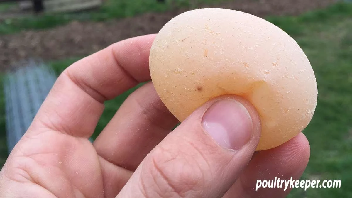 Dlaczego kury niosą miękkie jajka bez skorupki i jak jeden składnik zmienił wszystko - image 1