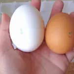 Dlaczego nie należy kłaść jajek na drzwiach lodówki