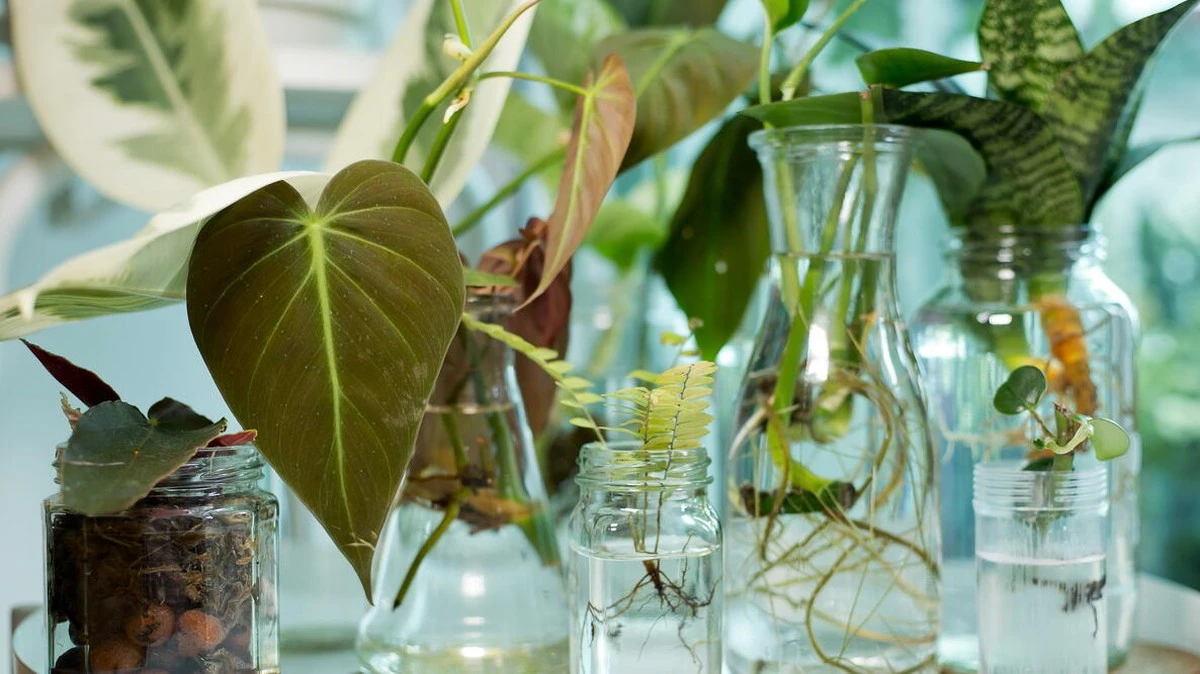 Dlaczego porzuciłem ziemię w doniczkach. 10 roślin, które piją wodę prosto ze szkła - image 1