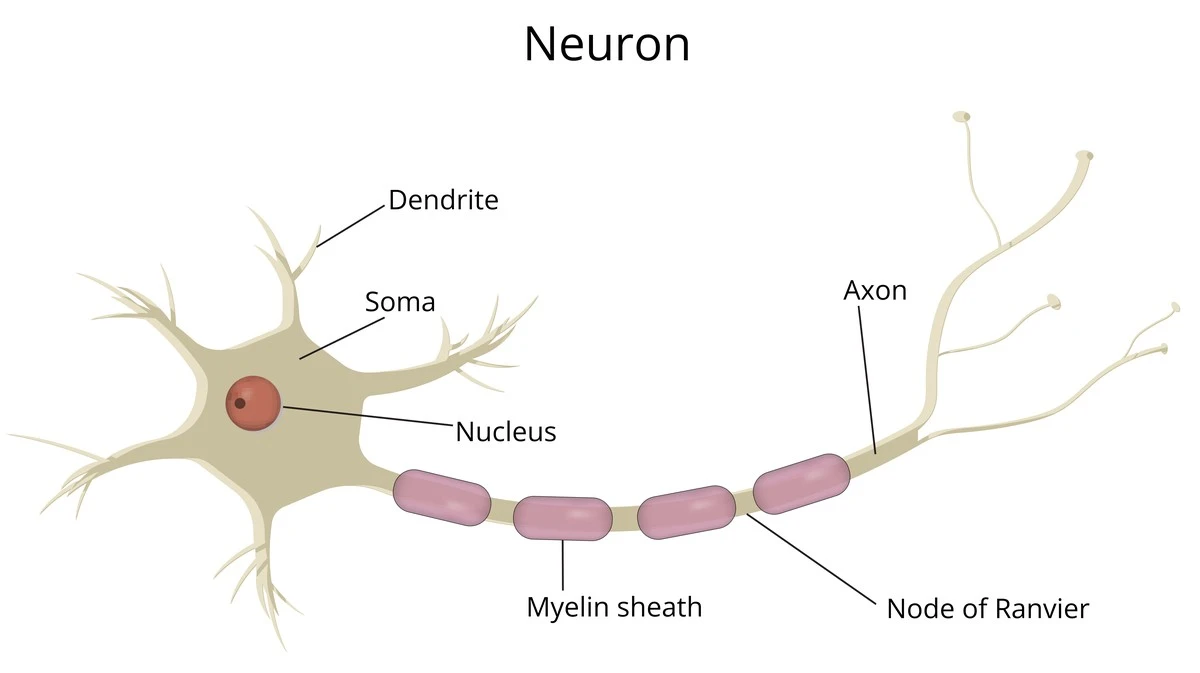Dlaczego swędzenie skóry ma związek z odpornością? Naukowcy z GIMM badają to połączenie - image 1