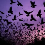 Dlaczego tysiące czarnych ptaków nagle pojawiają się na niebie i co to oznacza dla Ciebie