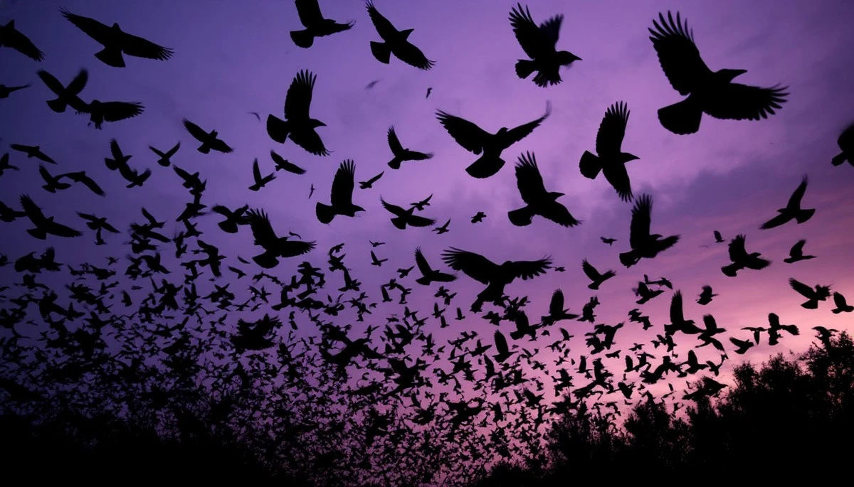 Dlaczego tysiące czarnych ptaków nagle pojawiają się na niebie i co to oznacza dla Ciebie