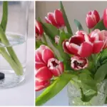 Dlaczego warto wrzucić tabletkę węgla aktywnego do wazy z tulipanami