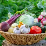 Dlaczego warto wrzucić jarmuż do koszyka przy najbliższych zakupach w Lidlu