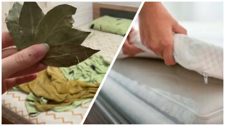 Dlaczego zawsze kładę 7 liści laurowych pod materacem w każdą sobotę